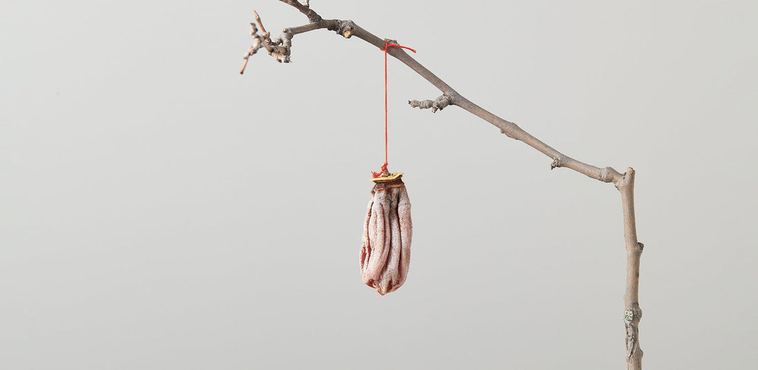 Dried persimmon hanging from a branch.