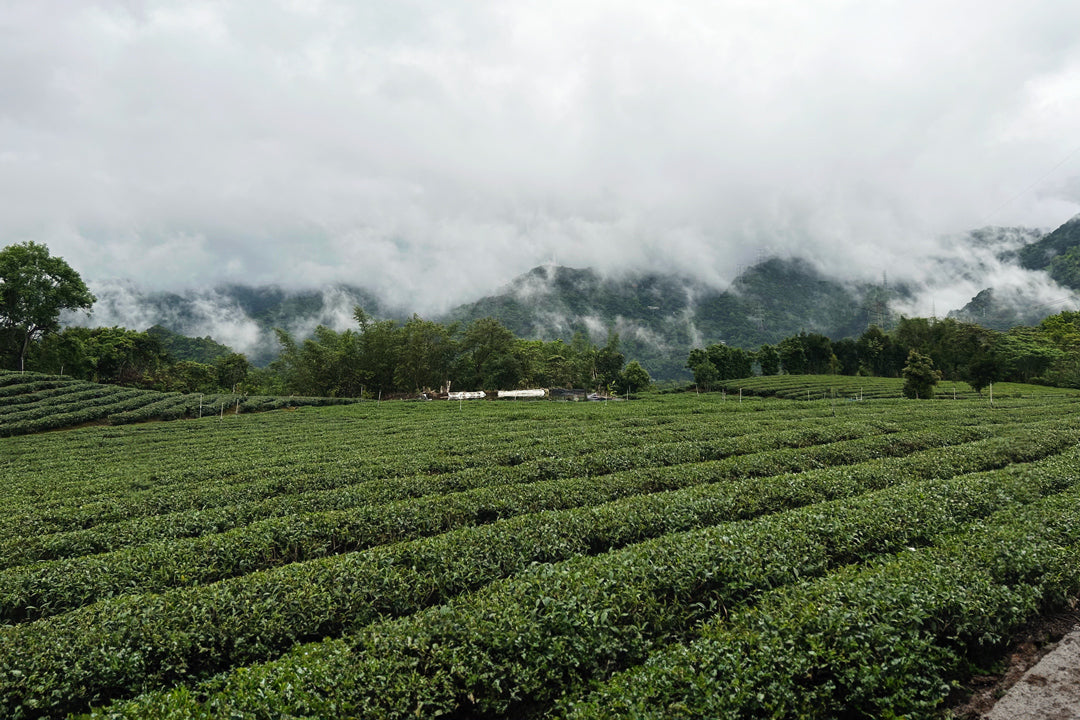 tea garden in Taiwan