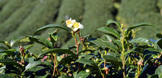 tea plant blossom