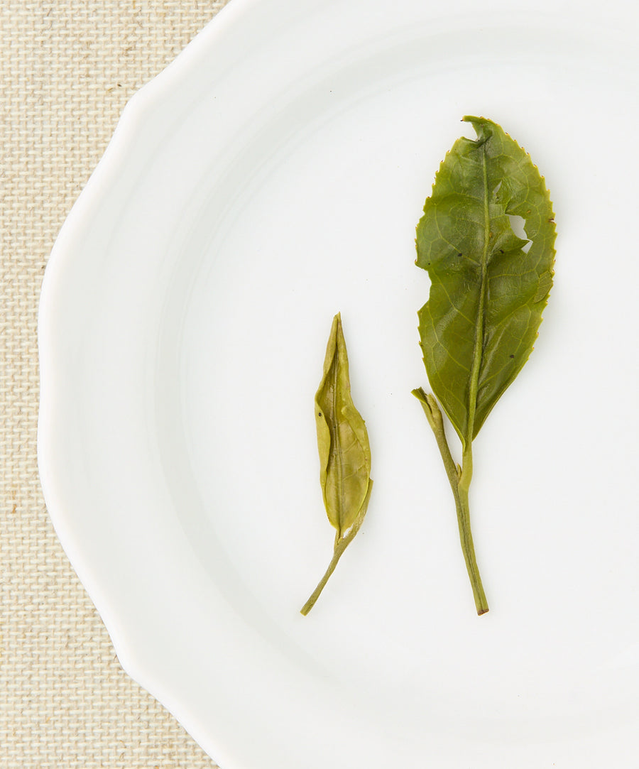 formosa dragon well wet tea leaves