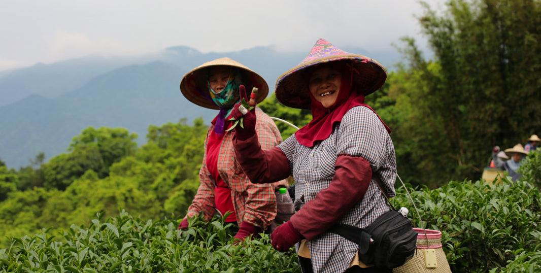 Women in Tea